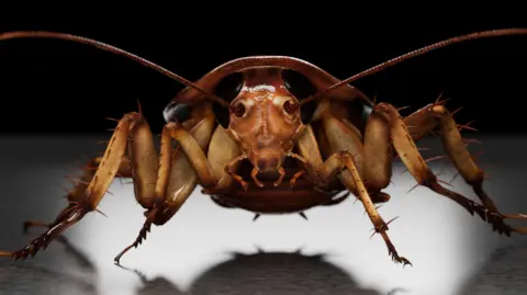 German cockroach close-up, staring at the camera. He has long antenna and a brown body