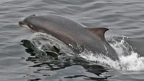 Walter Baxter Bottlenose dolphin