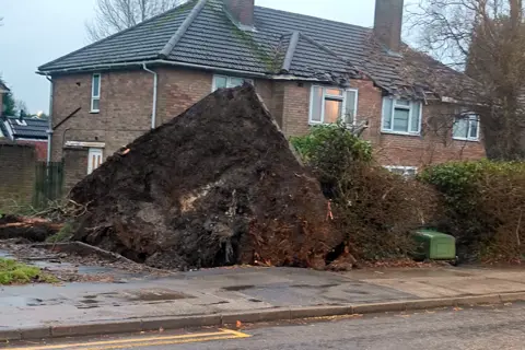 Dave / BBC Weather Watchers A tree is brought down in storms in Essington, Staffordshire, landing on a house and damaging roof tiles and front of property. The roots have upended a huge section of ground as the tree was toppled.