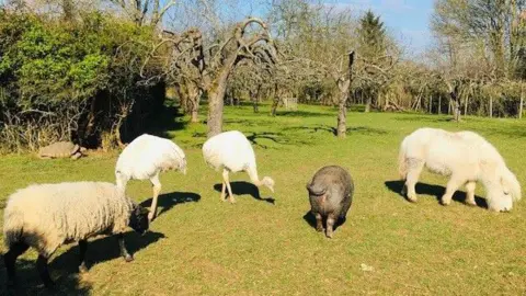 Amazing Animal Encounters Two white-feathered rheas, a black-faced sheep, a white pony and a black pig, grazing on a field.