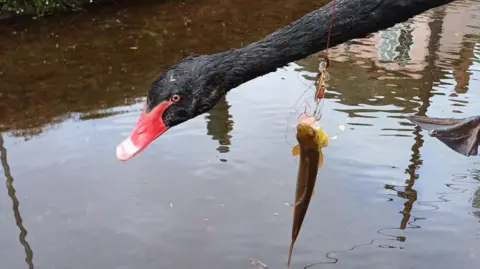 A shallow body of water where a black swan is being held up by a person who is also holding a fishing line with a small fish on the hook which the swan tried to eat.