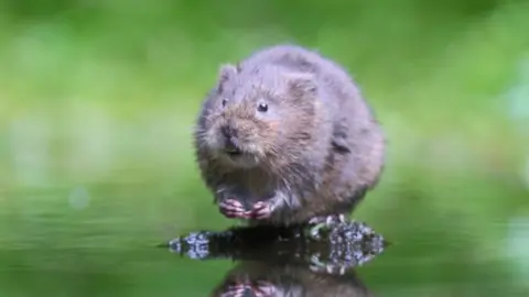 A water vole - a small brown haired semi-aquatic creature that resembles a brown rat - standing on a chunk of earth surrounded by water
