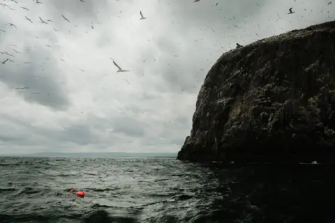 David Furley A flock of gannets and other birds flying in the air towards the Bass Rock island, as a swimmer goes past in the water.
