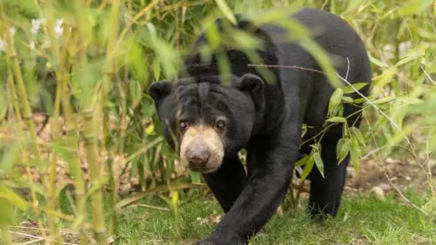 Paradise Wildlife Park A sun bear walking through green foliage and grass. It has a sleek black coat, a lighter-coloured muzzle, and distinctive markings on its chest. Its head is slightly lowered and eyes focused ahead. The setting suggests a zoo designed to resemble the bear’s natural surroundings.