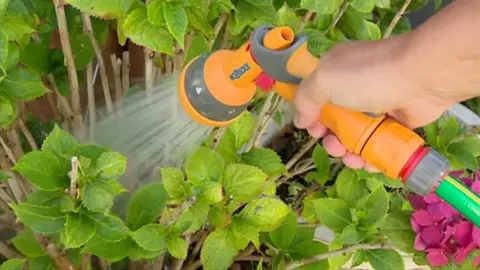 A yellow garden hose sprayer is held by a hand over a green shrub