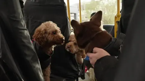 BBC/Abi Jaiyeola A curly-haired dog is peered at by a smaller pooch from an adjoining bus seat while someone holds another dog which is looking on the scene.