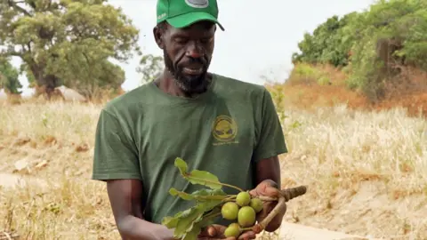 Mustafa Gerima looking at a the green fruit of a shea nut tree