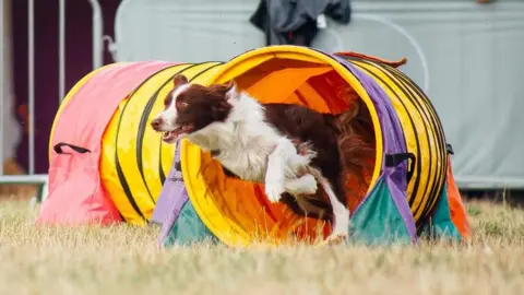 A brown and white Border Collie is darting through a rainbow-coloured tube on an agility course, her front legs raised in the air as her rear legs kick into the ground, light-brown eyes focused ahead.