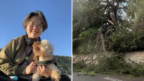 A composite of two images. On the left is Yuan Zhang, a woman with glasses and short, dark hair. She is sat holding her three-year-old cuckapoo Mei Mei, who has a fair coat. On the right is a large branch which has snapped and fallen off a tree. It is covering the entire pavement and one lane of the road.