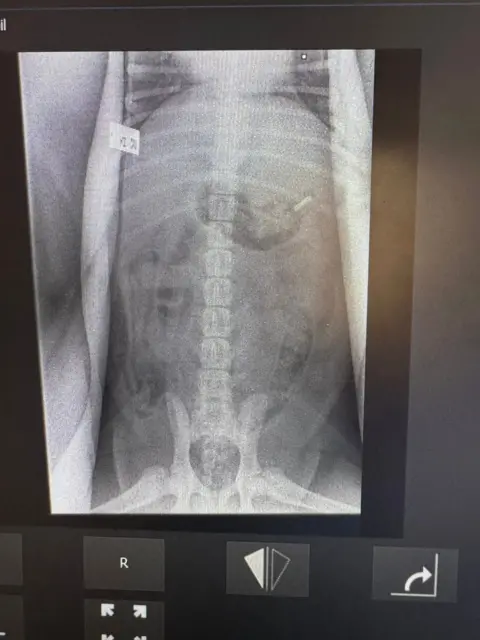 Teme Veterinary Practice An X-ray of a dog's stomach after it has eaten a razor blade.