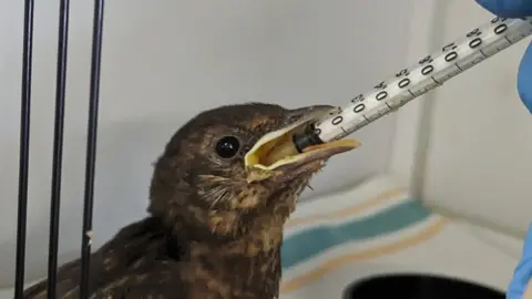 RSPCA A baby bird being fed from a syringe