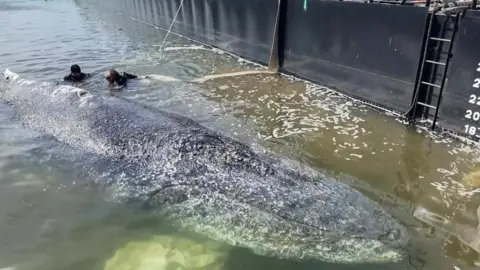 A whale being ushered into a German barge