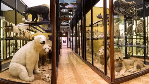 A museum gallery displays a wide range of preserved animal specimens arranged inside tall glass display cases. Large mammals, including polar bears and lions, are prominently positioned among smaller animals and birds throughout the exhibit. A polished wooden floor and narrow central walkway create a symmetrical view extending down the length of the room. The collection is carefully organised to showcase wildlife diversity in an educational and historical setting.