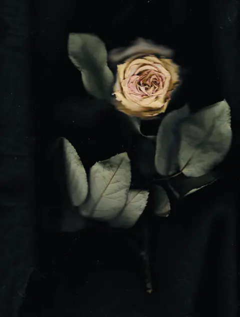 Lauren Morrison A rose
