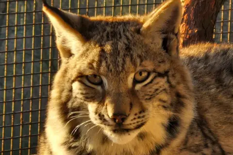 RZSS The wild cat is illuminated by sunlight. It is resting in an enclosure, with metal wire in the background.