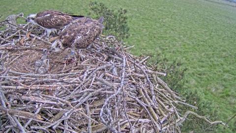 A pair of ospreys feeding their two baby chicks