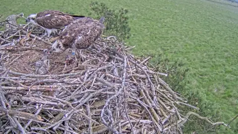 CUMBRIA WILDLIFE TRUST A pair of ospreys feeding their two baby chicks