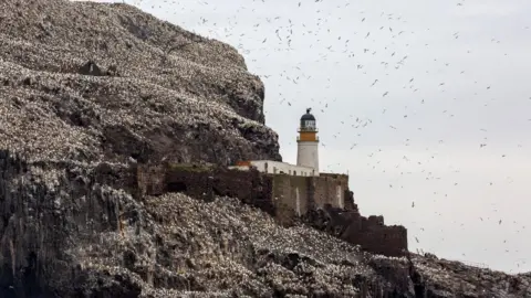 Tom White/Getty Images A white lighthouse sits on the edge of Bass Rock surrounded by thousands of gannets both on the island and flying above.