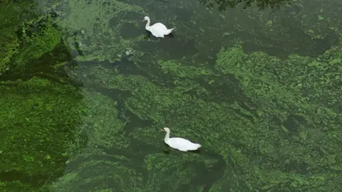 PA Media Two swans swim in water that is very swampy looking, because of blue-green algae. 