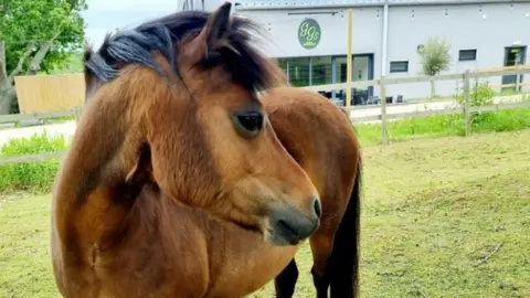 Island Riding Centre GG the bay pony standing in a field at the equestrian centre with GG's cafe in the background. A fence runs around the outside of the field which is covered in short green grass.