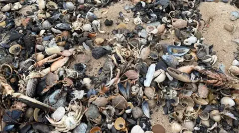 A variety of dead shellfish lie on a beach in large quantities