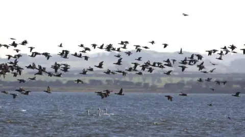 Andrew Craggs A flock of light-bellied geese fly low across the water 