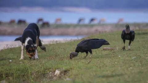 A stock image of a dog, small black and white, next to some black birds. They are on the grass and the background is blurred. 