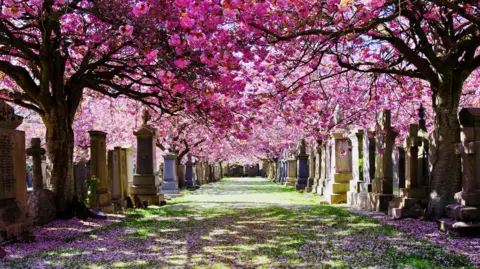 Steven Archibald A view looking a graveyard, with the ground covered in cherry blossoms.