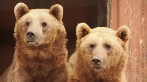 Two bears leave their shipping container