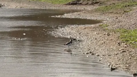 Lapwing, is a rare black-and-white wading bird, can be seen on a pond in the centre of the image. The pond is surrounded by grey and beige gravel with some bits of grass dispersed onto the gravel area.