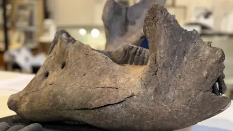The fossilise jaw of Myfanwy the woolly mammoth. 