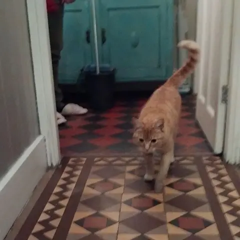 Barrie Roberts Raymond a ginger tom cat trots along on a tiled floor in someone's house