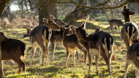 Jon / BBC Weather Watchers Seven deer grazing in Cannock, with scrubland and trees in the background