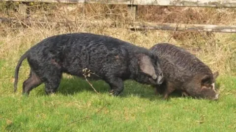 Bróna Haughey Two pig with heavy black hair. They are walking through a field in front of a wooden fence.