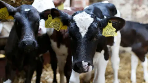 Reuters/Andrew Yates Black and white calves on a Dairy farm