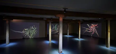 Poole Museum Coloured spider-like sea creatures seen on large screen in an empty art gallery.