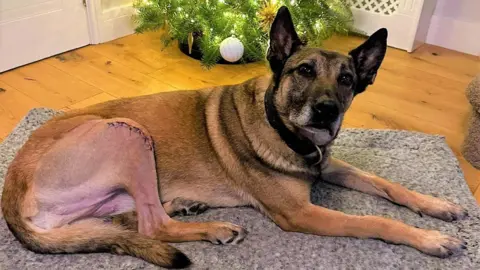 Jooba, a Belgian Malinois with brown fur, is laid on a dog bed in front of a Christmas tree. One of her legs is shaven and has stitches on it.