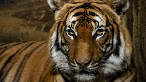 A Malayan tiger looking straight at the camera. It has orange and black stripes and appears to be in a dimly lit area like a cave.