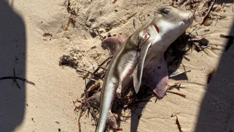 A dead Port Jackson shark found on the beach found in Port Vincent, South Australia.