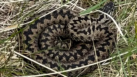 Jock Orton An adder coiled tightly in dry grass on the sand dunes. The snake has a patterned body with dark black zigzag markings along a brown and tan body. 