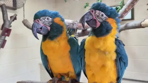 ZSL Lily and Margot - two blue and yellow macaws - sitting on a perch 