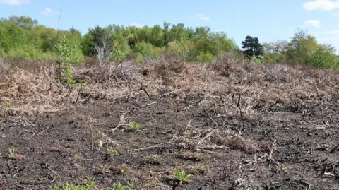 Sherwood Forest Trust Fire damaged heathland with blue sky above