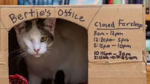 RSPCA Bertie, looking out of his cardboard box office. The box has "Bertie's Office" written on it, with times when it is closed for his naps