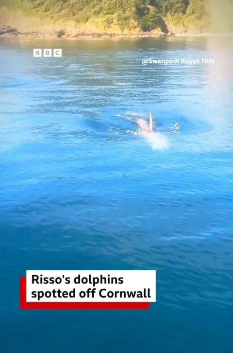A dolphin fin poking out of the water surface as it swims. 