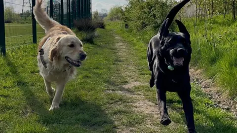 A white labrador called Sunny runs alongside Gigi, a black labrador, on a grassy path flanked by a metal wire fence to the left and shrubbery to the right