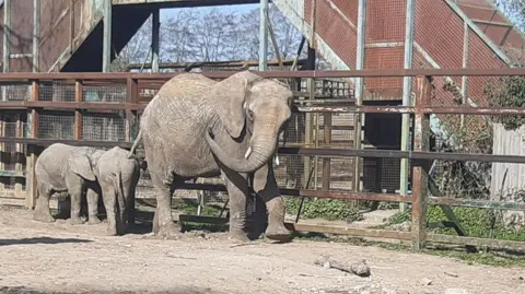 Howletts Wild Animal Park African elephant Uzuri walks across an enclosure while two younger elephants stand behind near fencing and animal housing.