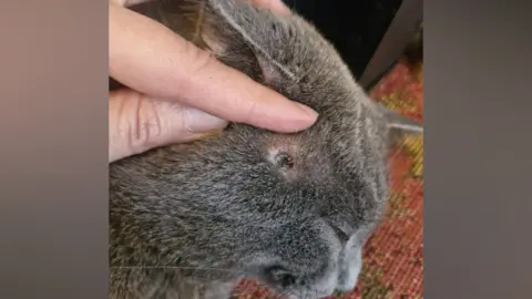 Supplied A grey cat with a pellet wound on his head below his ear. Two fingers are pulling back his ear. He is looking downwards.
