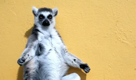 This is a ring-tailer lemur sunning itself on a rooftop in belfast zoo in the summer of 2006.