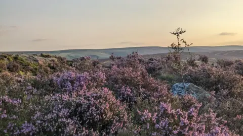 Heather on a moorland evening. More moors are visible in the distance.