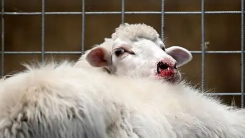 Getty Images A sheep with a blood around its nose
